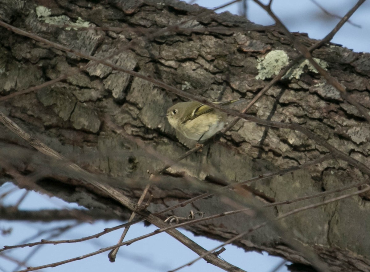 Rubingoldhähnchen - ML647239651