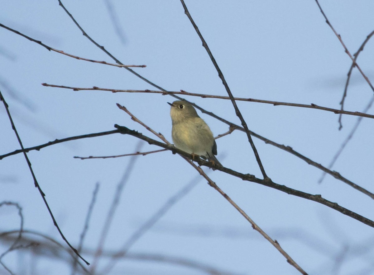 Rubingoldhähnchen - ML647239652