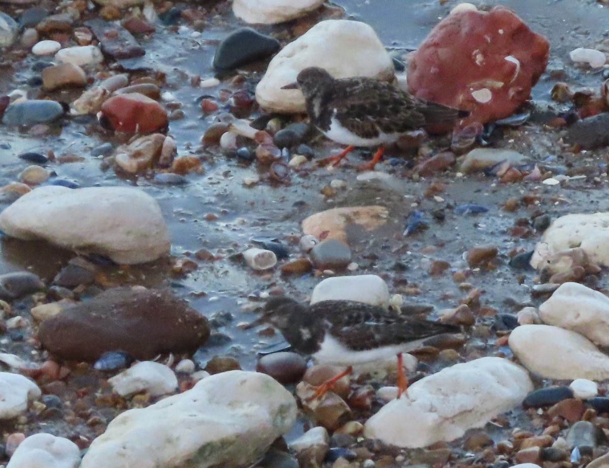 Ruddy Turnstone - ML647239662