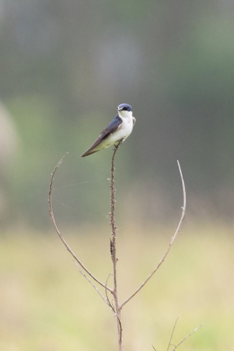 White-rumped Swallow - ML647239668