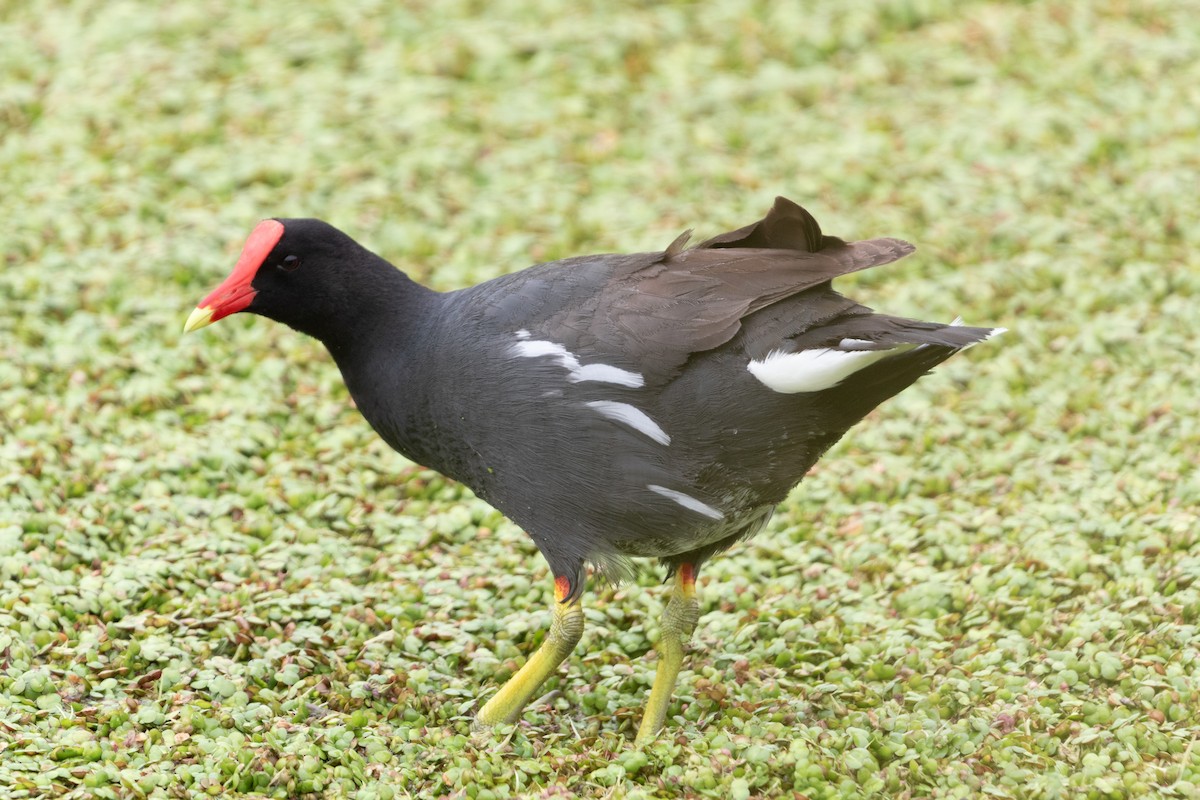 Курочка латиноамериканська - ML647239679