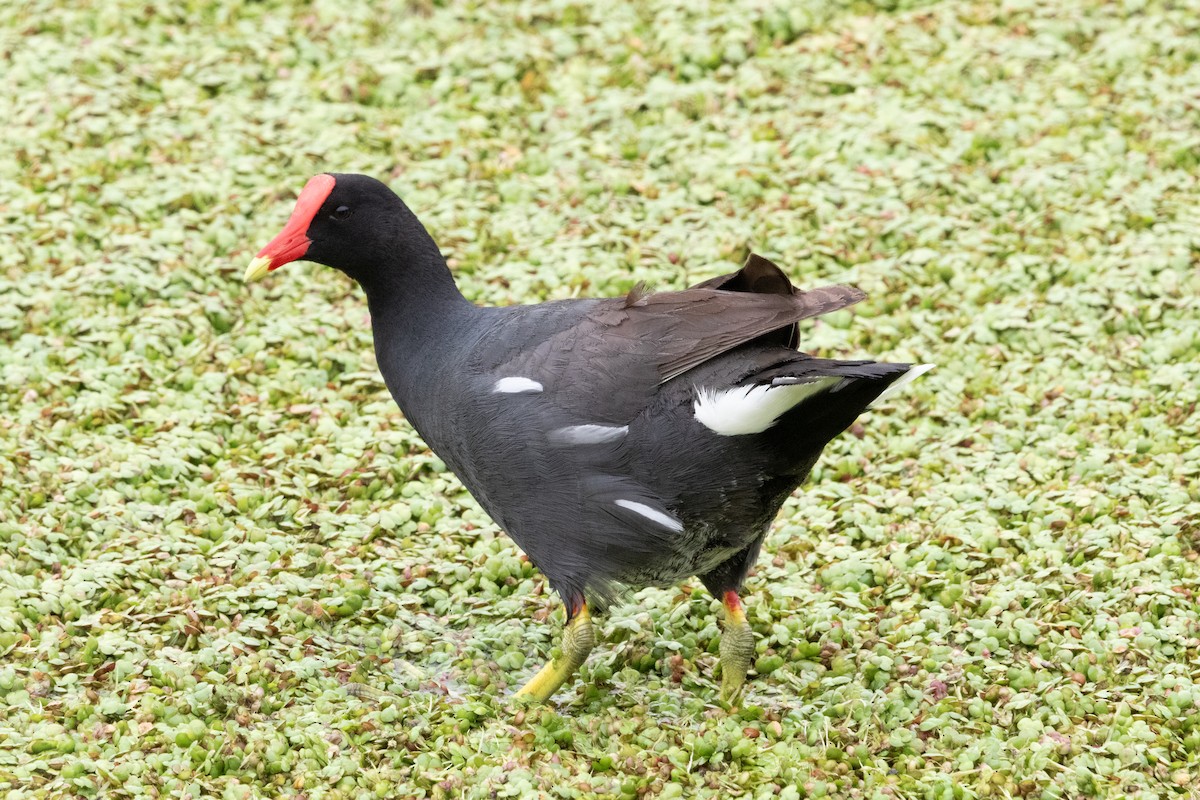 Курочка латиноамериканська - ML647239680