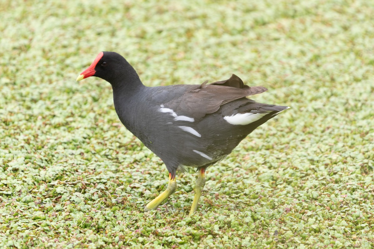 Курочка латиноамериканська - ML647239681