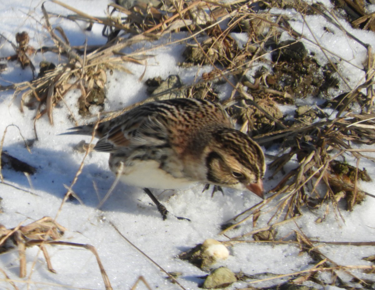 Lapland Longspur - ML647239682