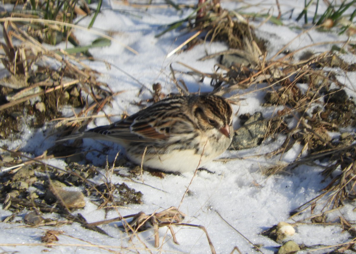Lapland Longspur - ML647239683