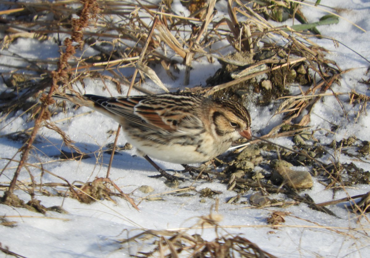 Подорожник лапландський - ML647239686