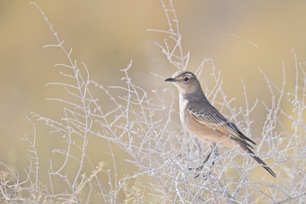 Chat Flycatcher - ML647239691