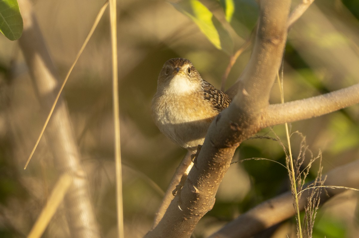 Sedge Wren - ML647239693