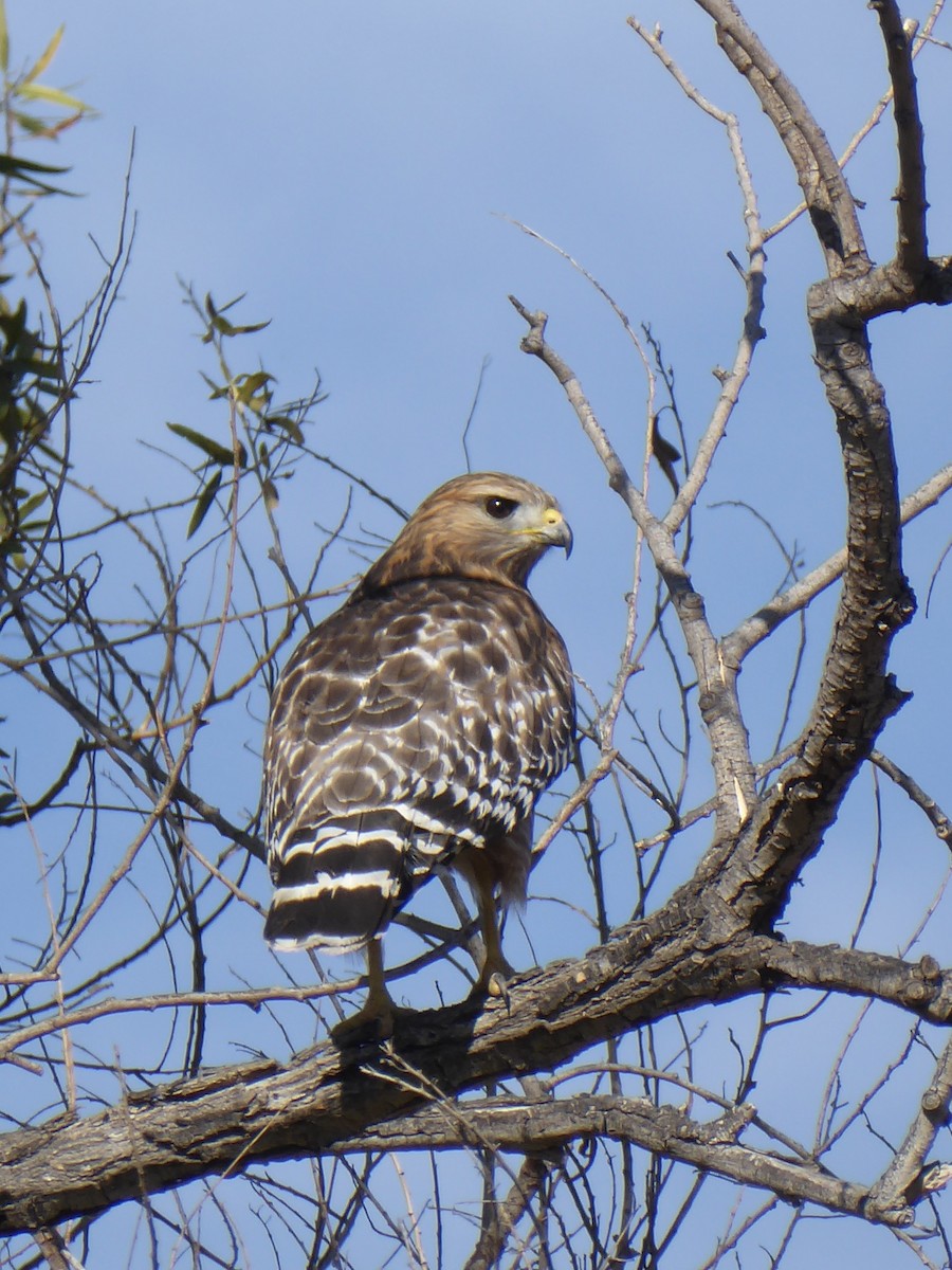 Red-shouldered Hawk - ML647239698