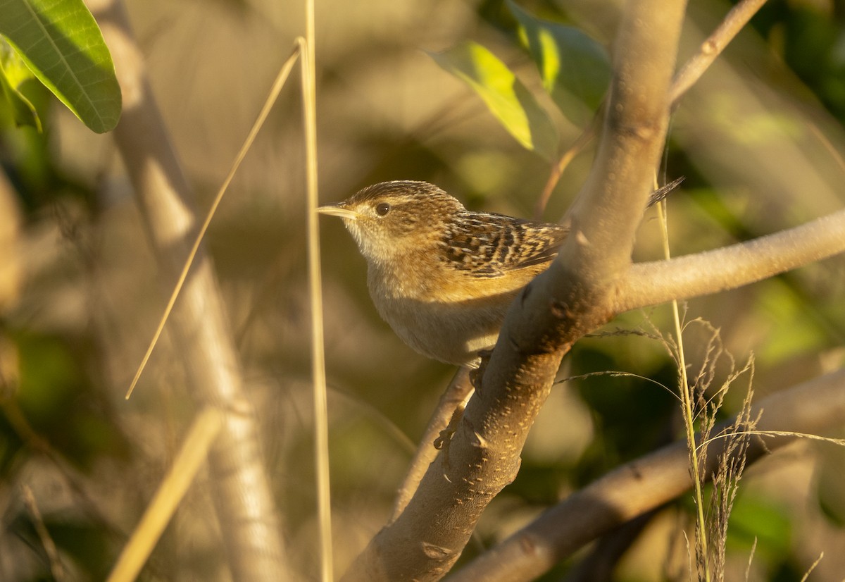 Sedge Wren - ML647239703