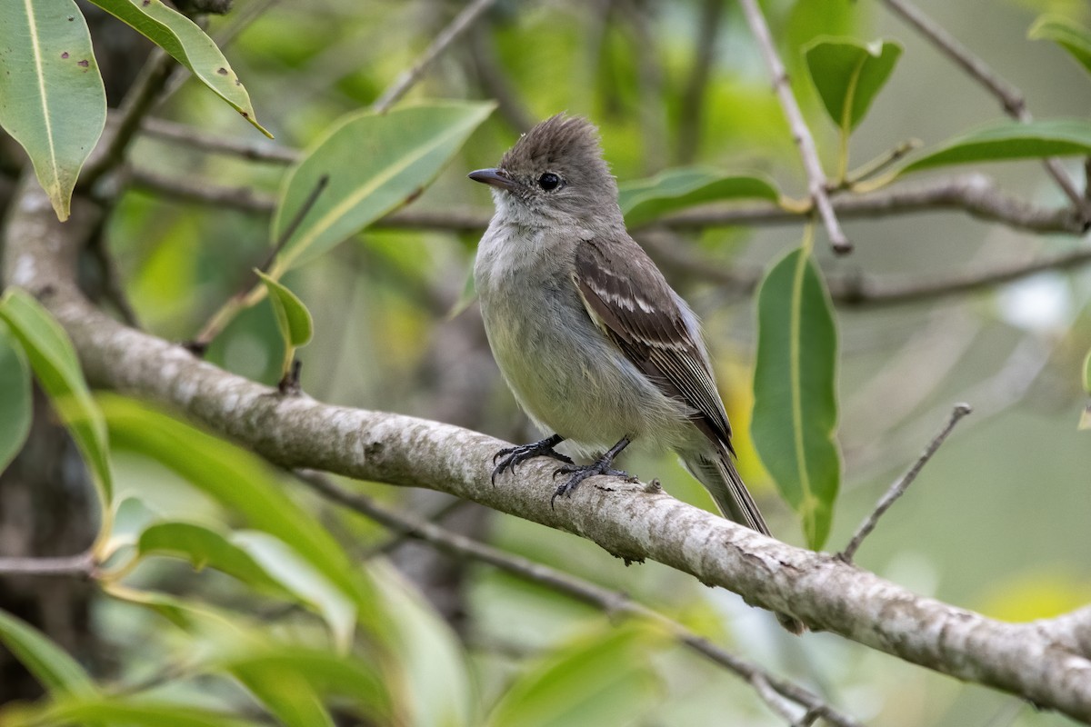 Yellow-bellied Elaenia - ML647239704