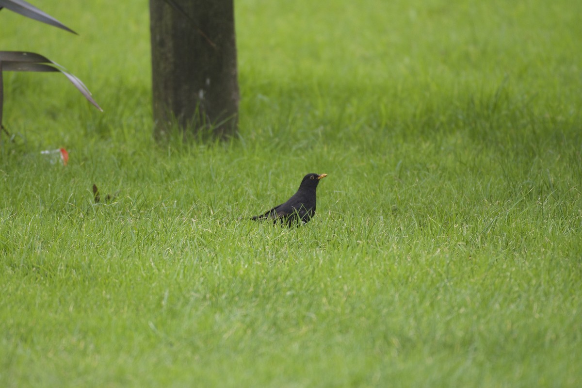 Eurasian Blackbird - ML64723971