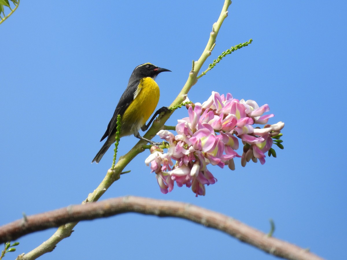 Sucrier à ventre jaune - ML647239712