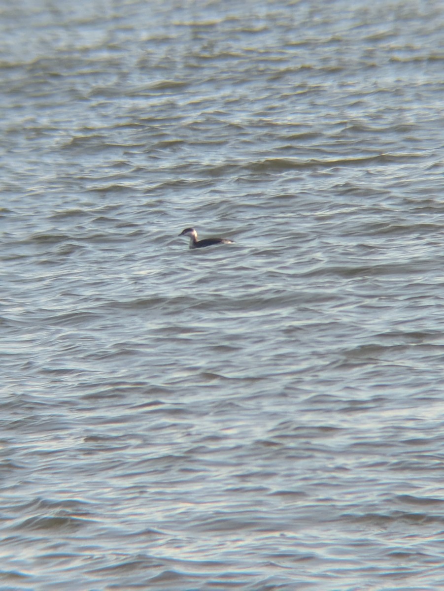 Horned Grebe - ML647239714