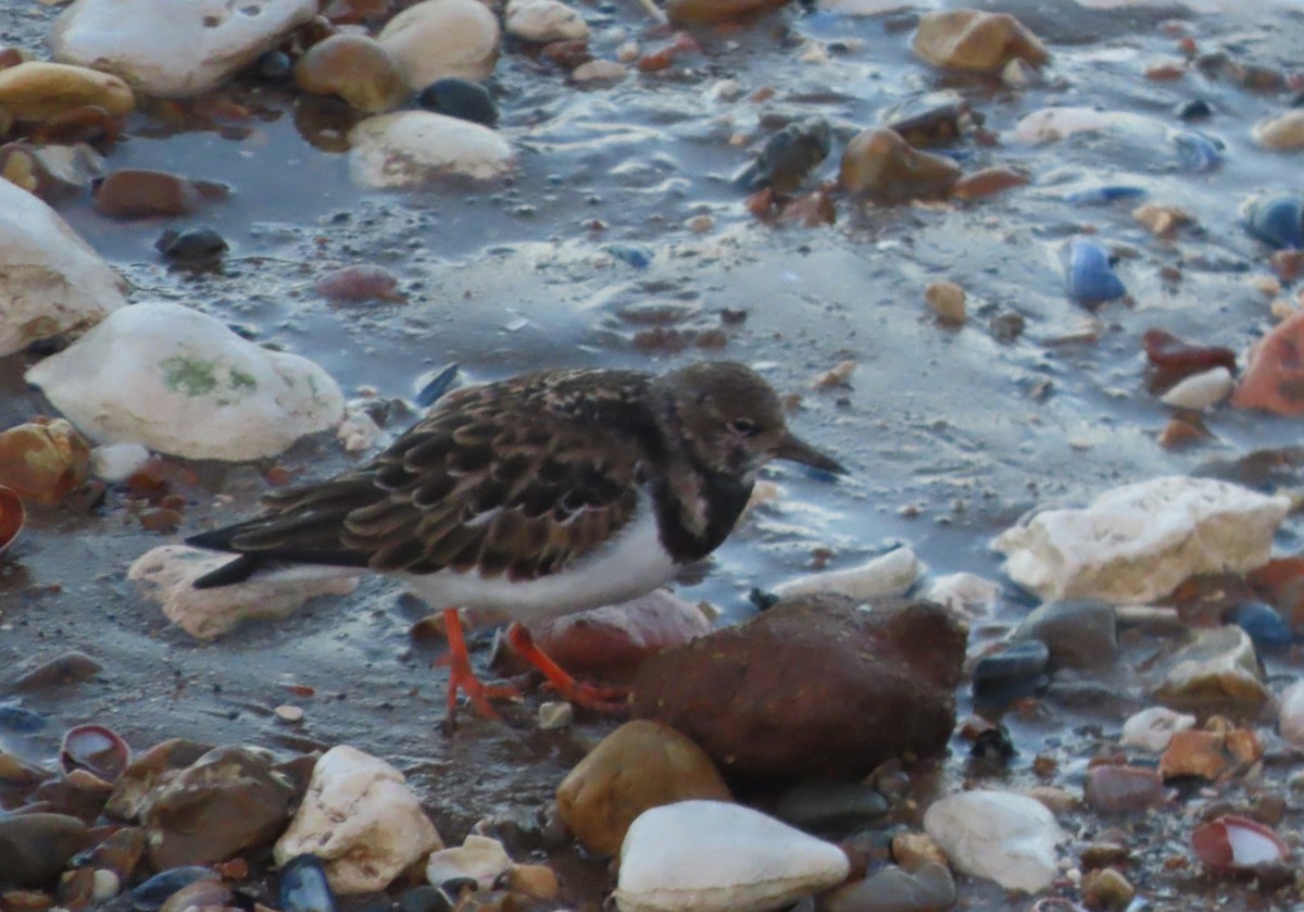Ruddy Turnstone - ML647239715