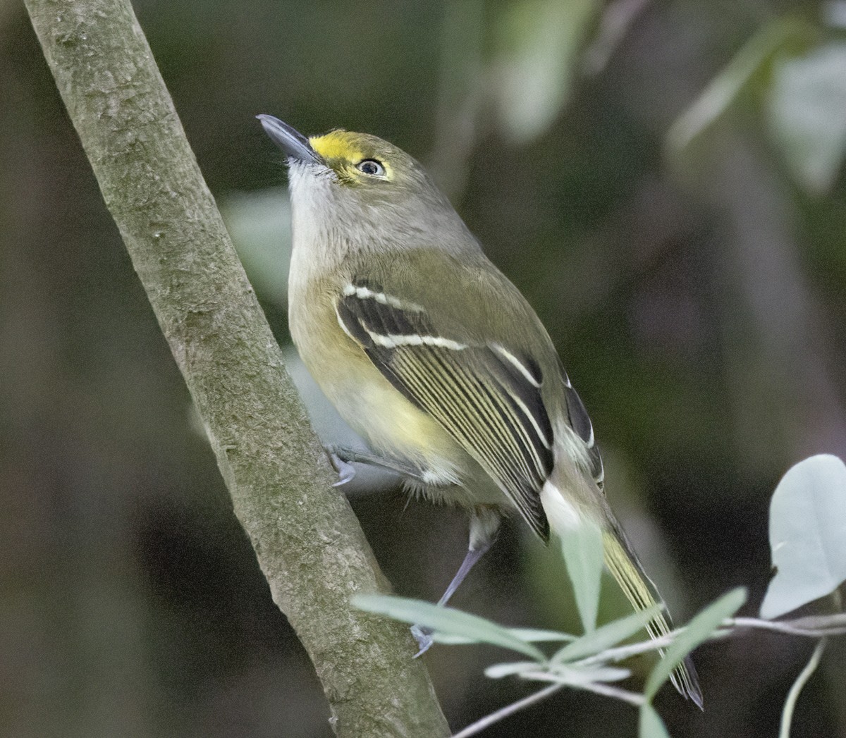 Vireo Ojiblanco - ML647239724
