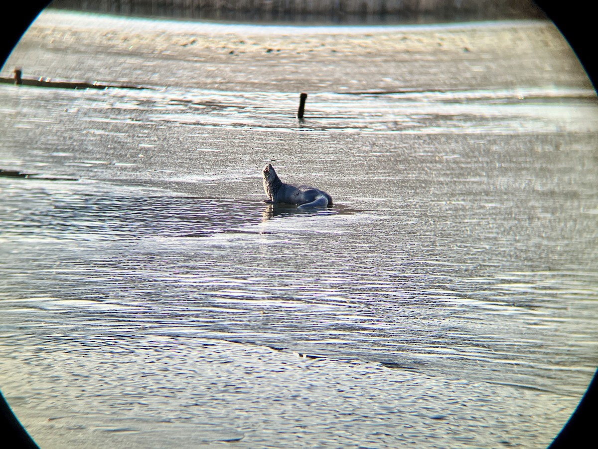 Канадская выдра - ML647239728