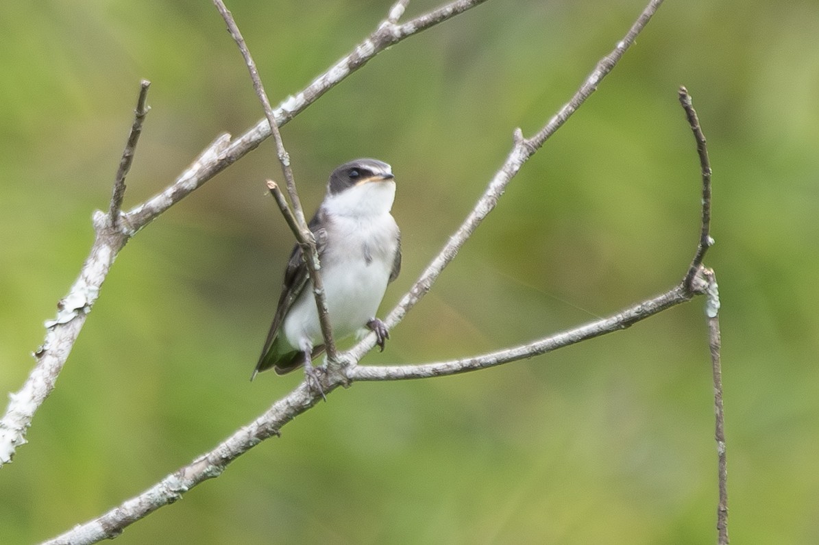 White-rumped Swallow - ML647239730