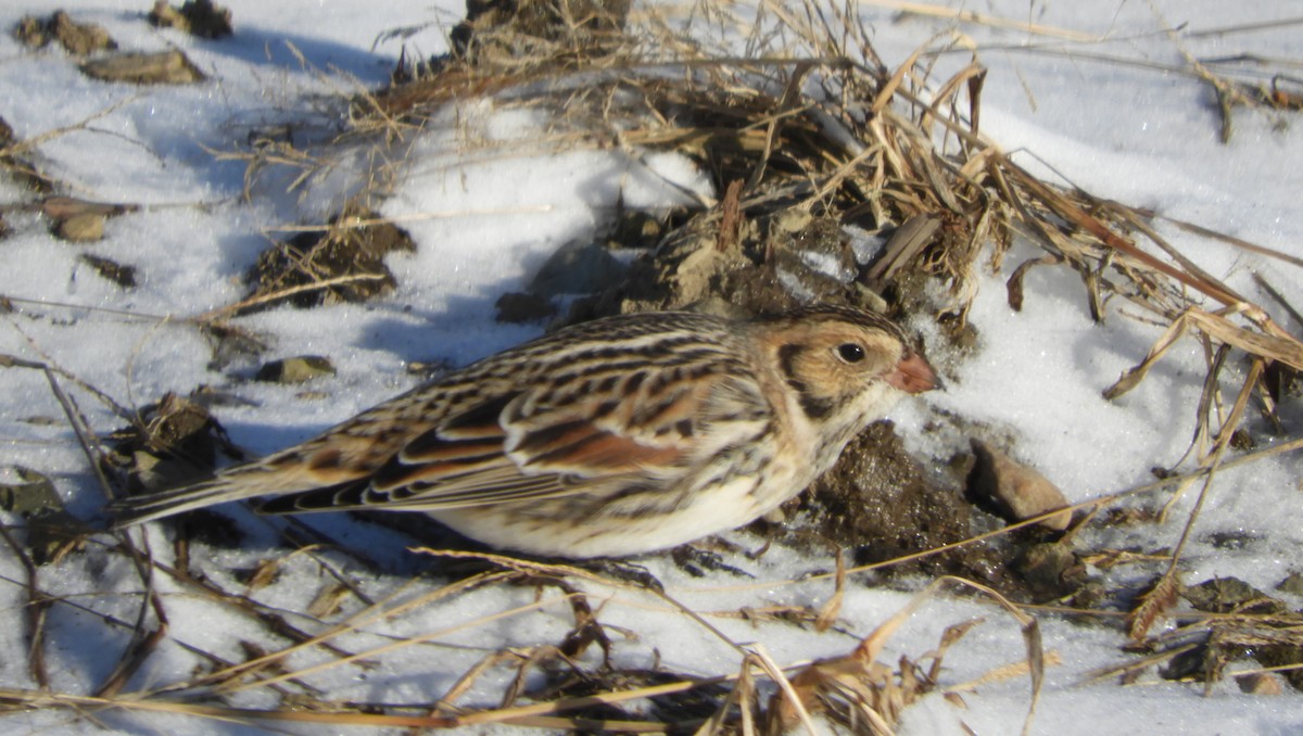 Подорожник лапландський - ML647239731