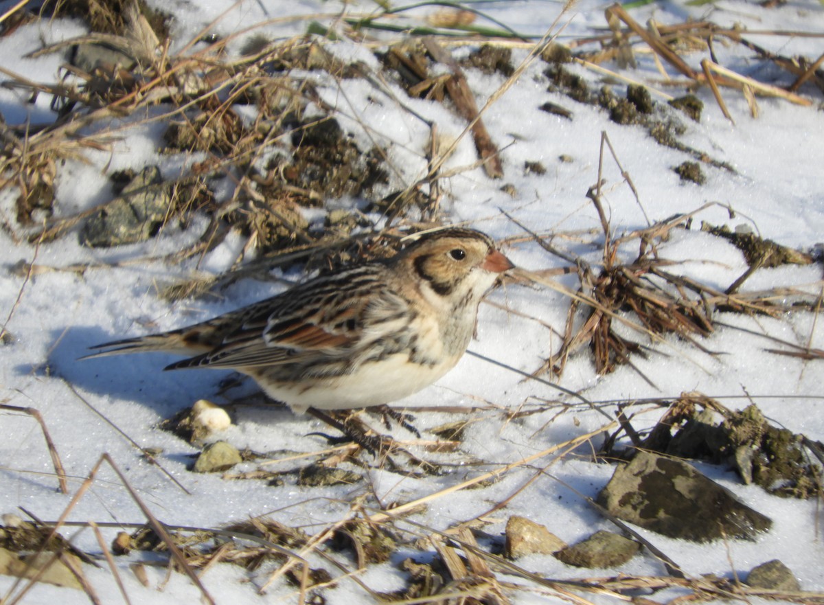 Подорожник лапландський - ML647239732
