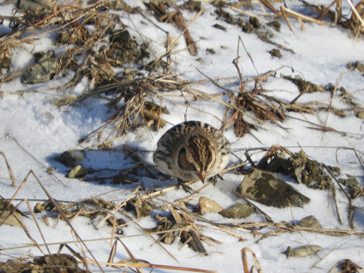 Подорожник лапландський - ML647239733