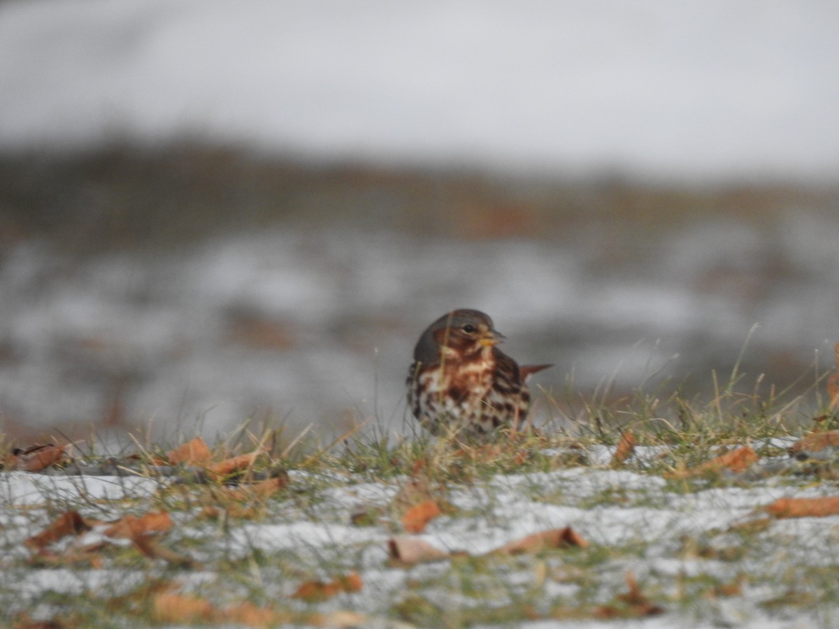 Fox Sparrow - ML647239749