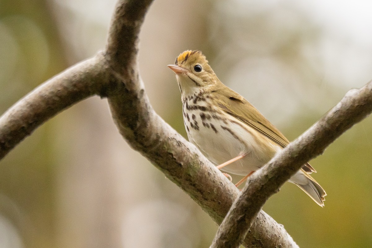 Ovenbird - ML647239750