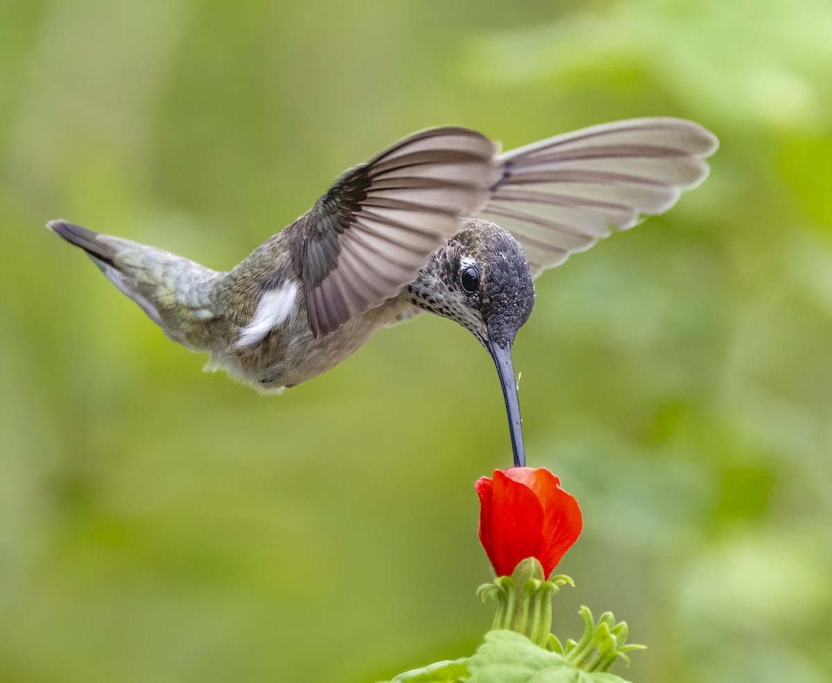 Black-chinned Hummingbird - ML647239761