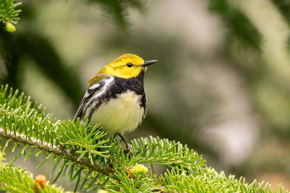 Black-throated Green Warbler - ML647239765