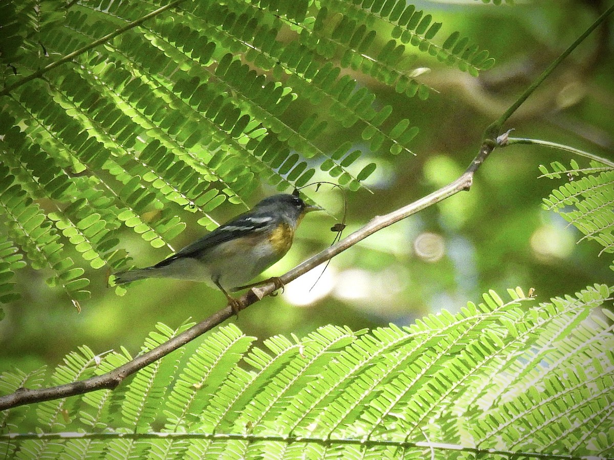 Northern Parula - ML647239780
