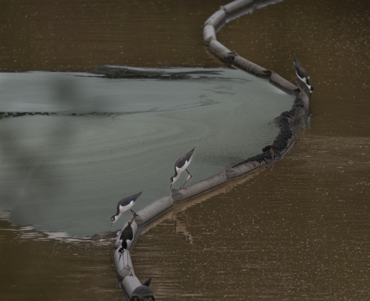 Black-necked Stilt - ML647239785