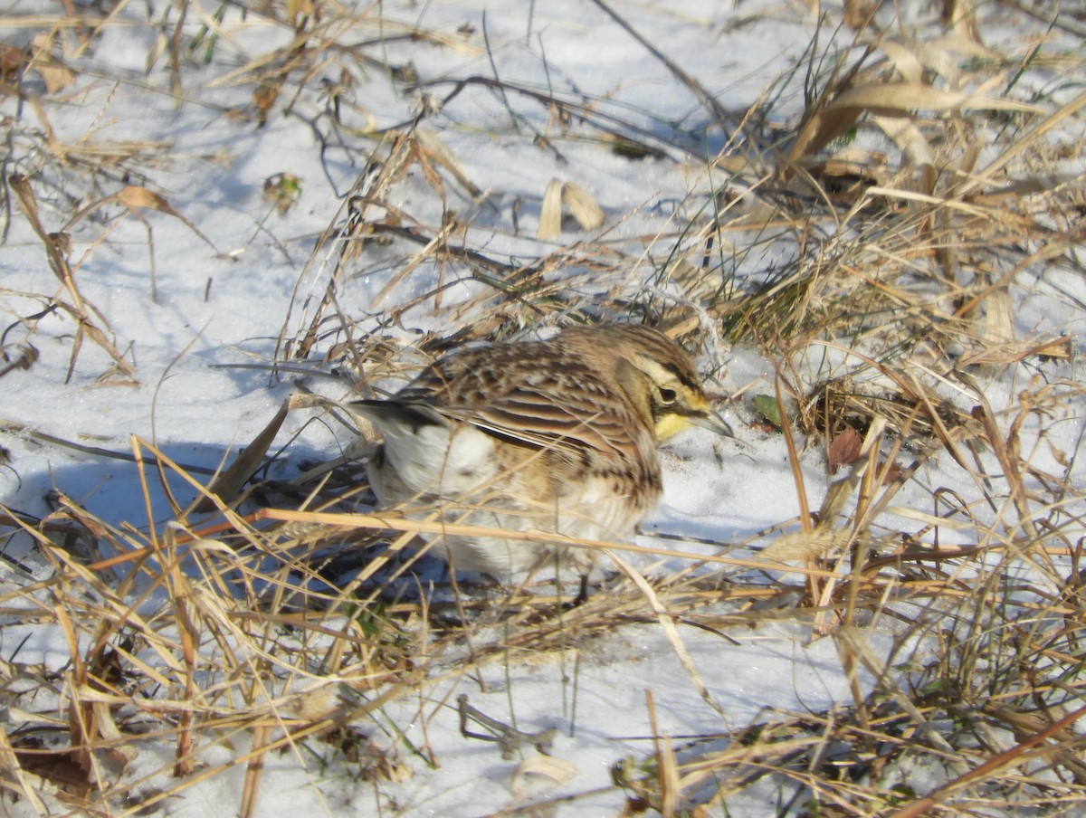 Horned Lark - ML647239789