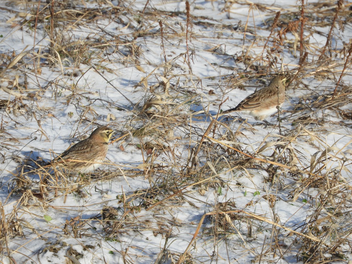 Horned Lark - ML647239790