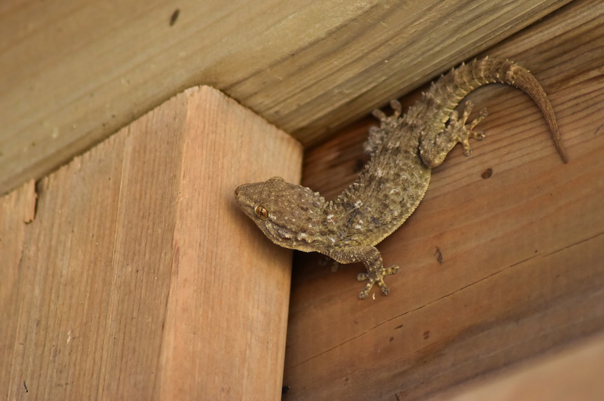 Moorish Gecko - ML647239796