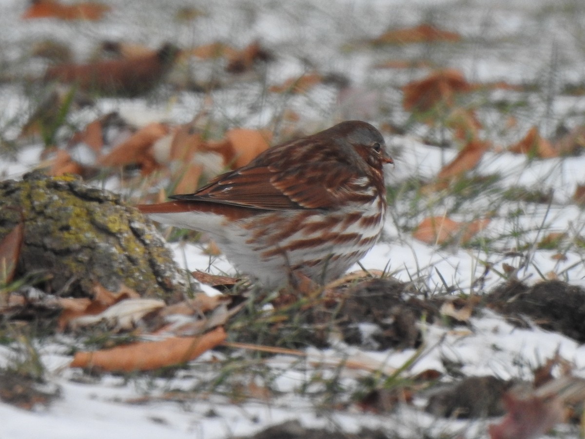 Fox Sparrow - ML647239798