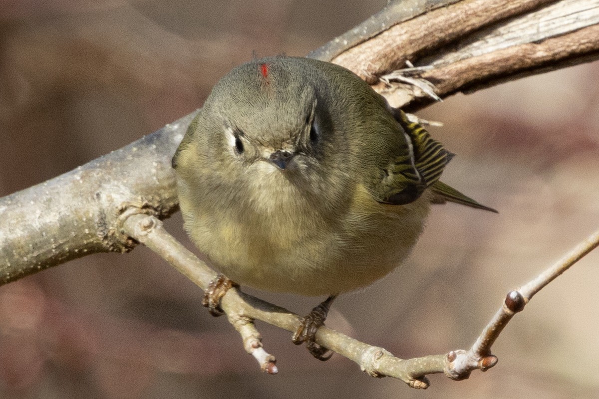 Rubingoldhähnchen - ML647239800