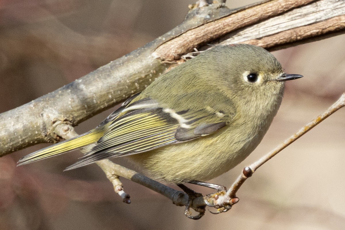 Rubingoldhähnchen - ML647239802