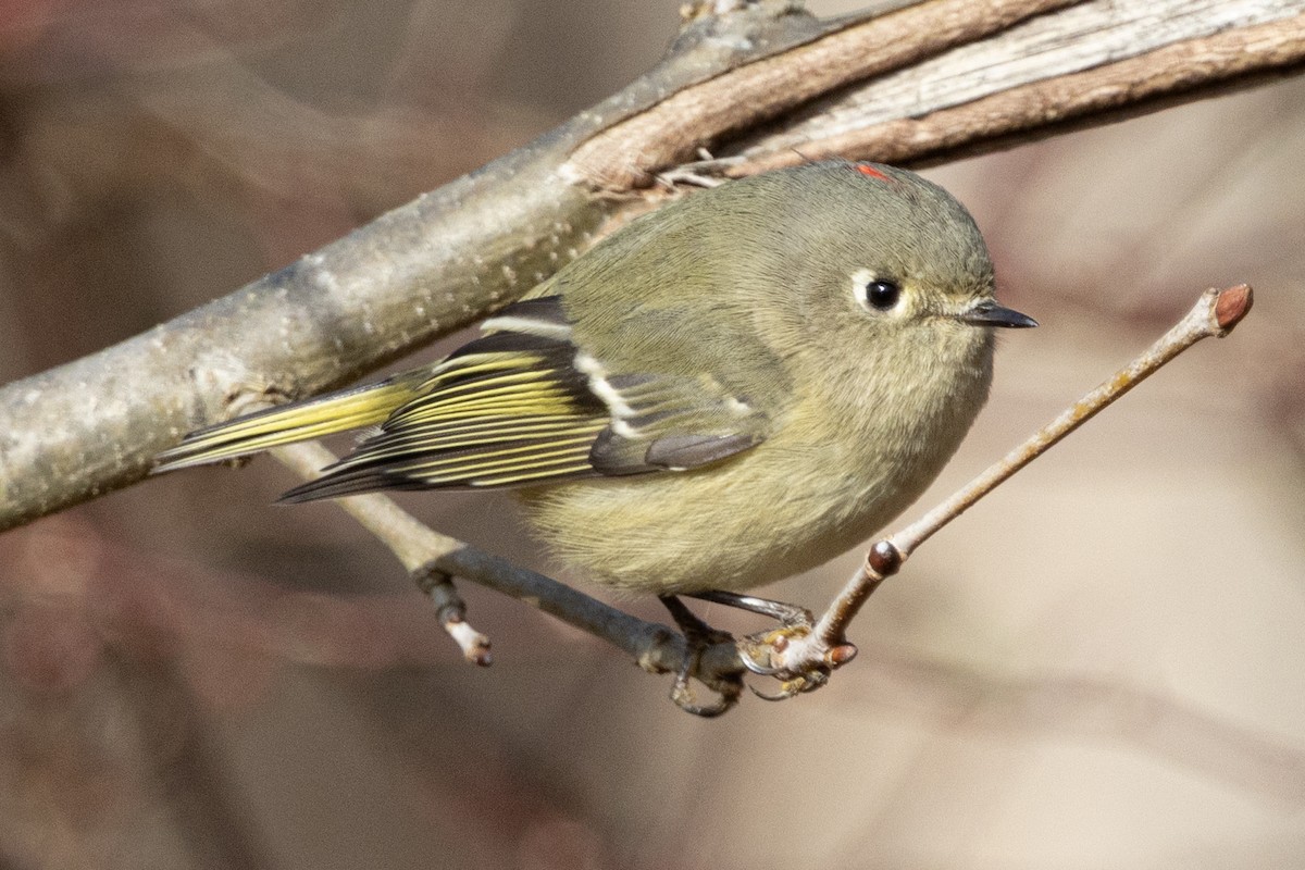 Rubingoldhähnchen - ML647239803