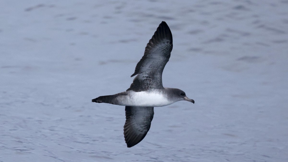 Pink-footed Shearwater - ML647239810