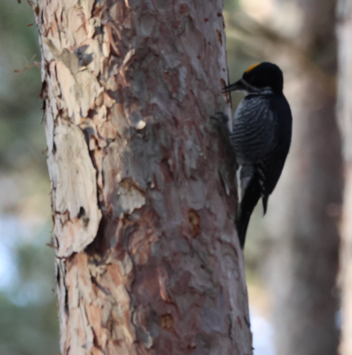 Black-backed Woodpecker - ML647239829