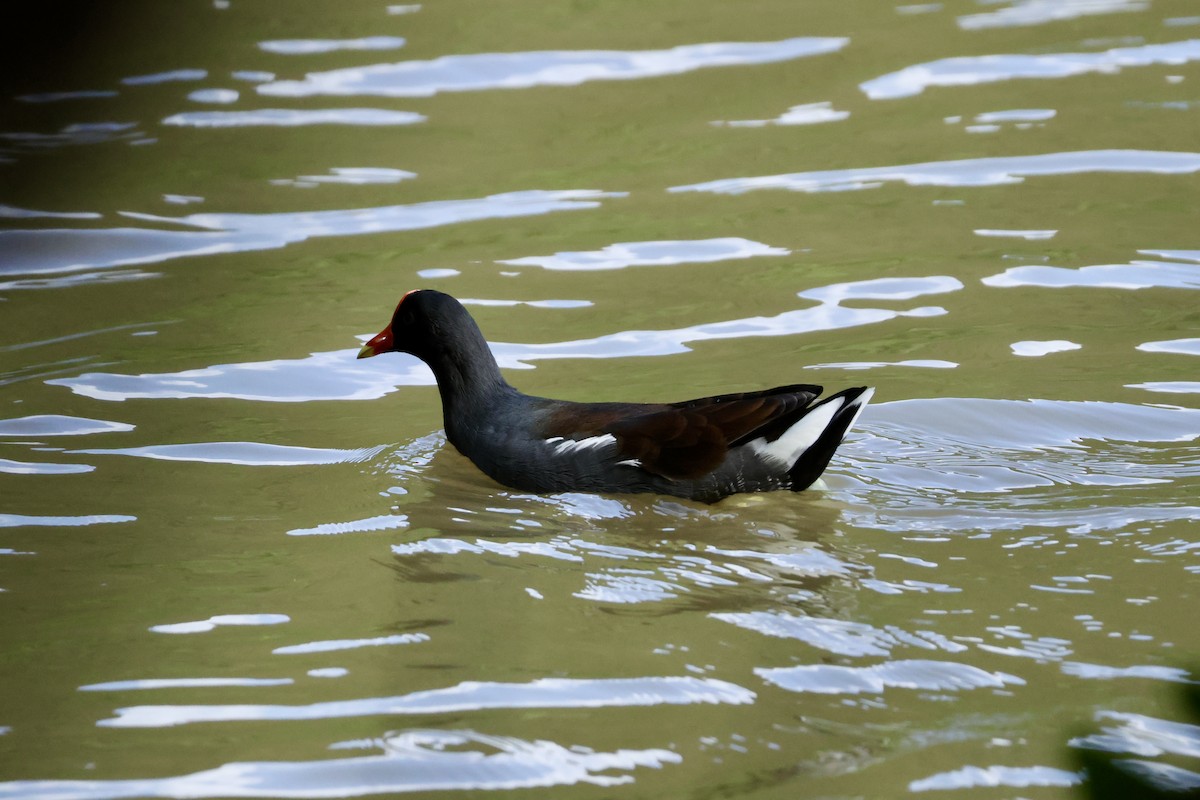 Курочка латиноамериканська - ML647239835