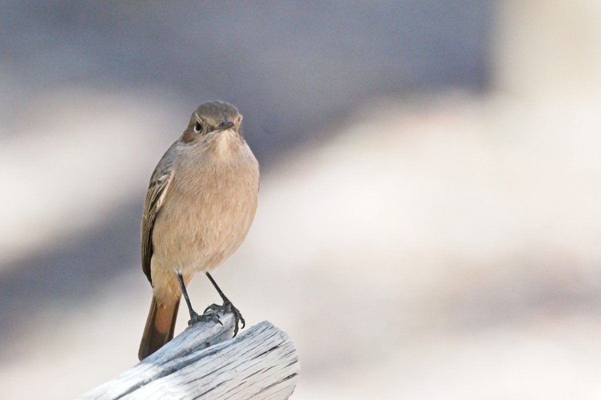 Familiar Chat - ML647239839