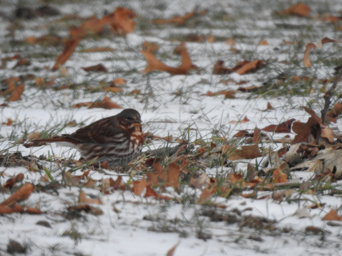 Fox Sparrow - ML647239847
