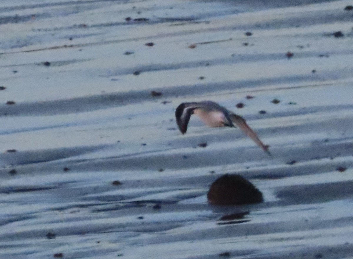 Песчанка - ML647239858