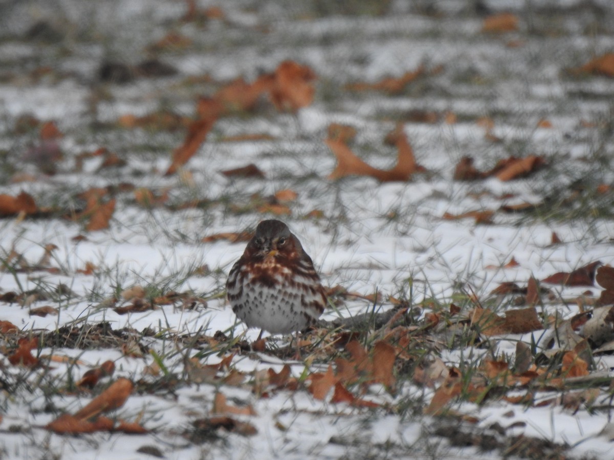 Fox Sparrow - ML647239862