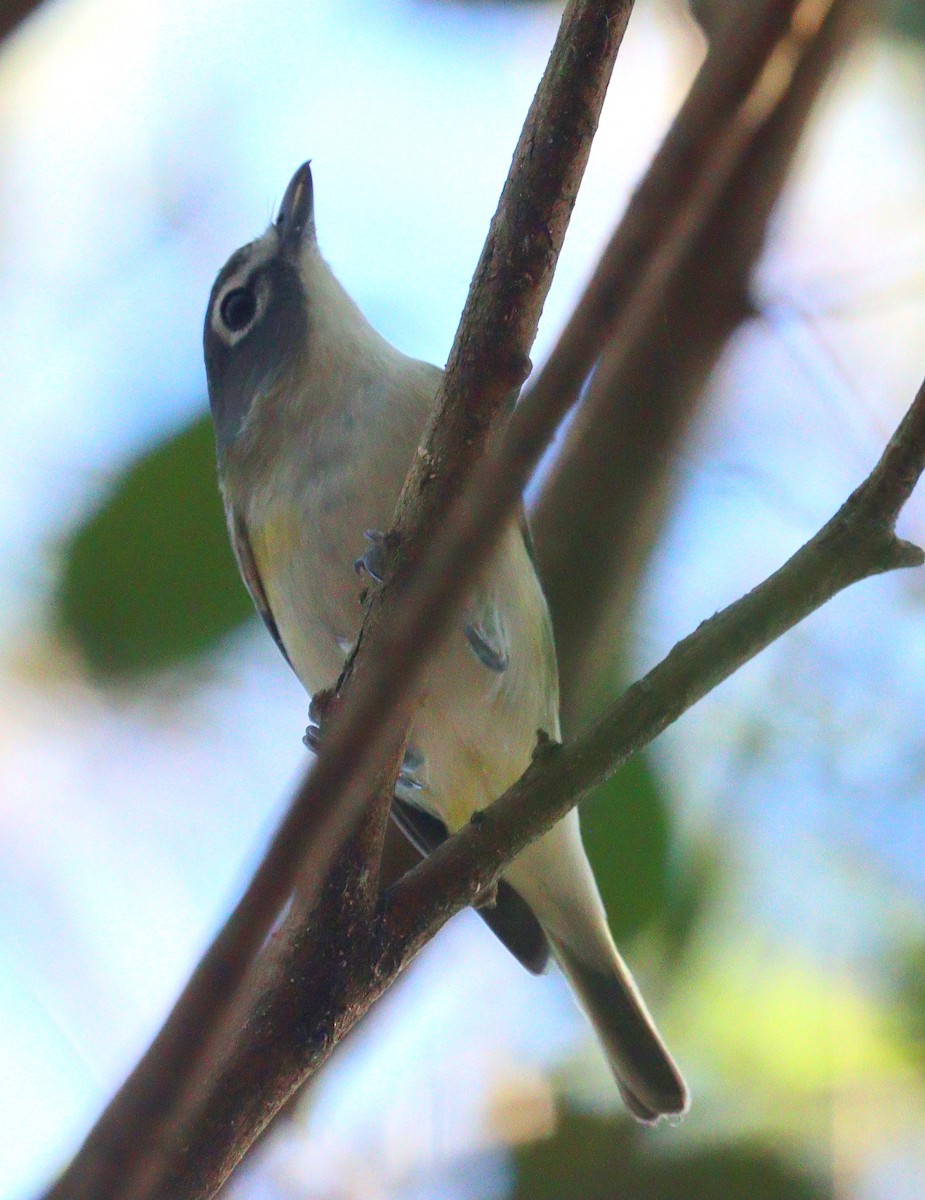 フタスジモズモドキ - ML647239864