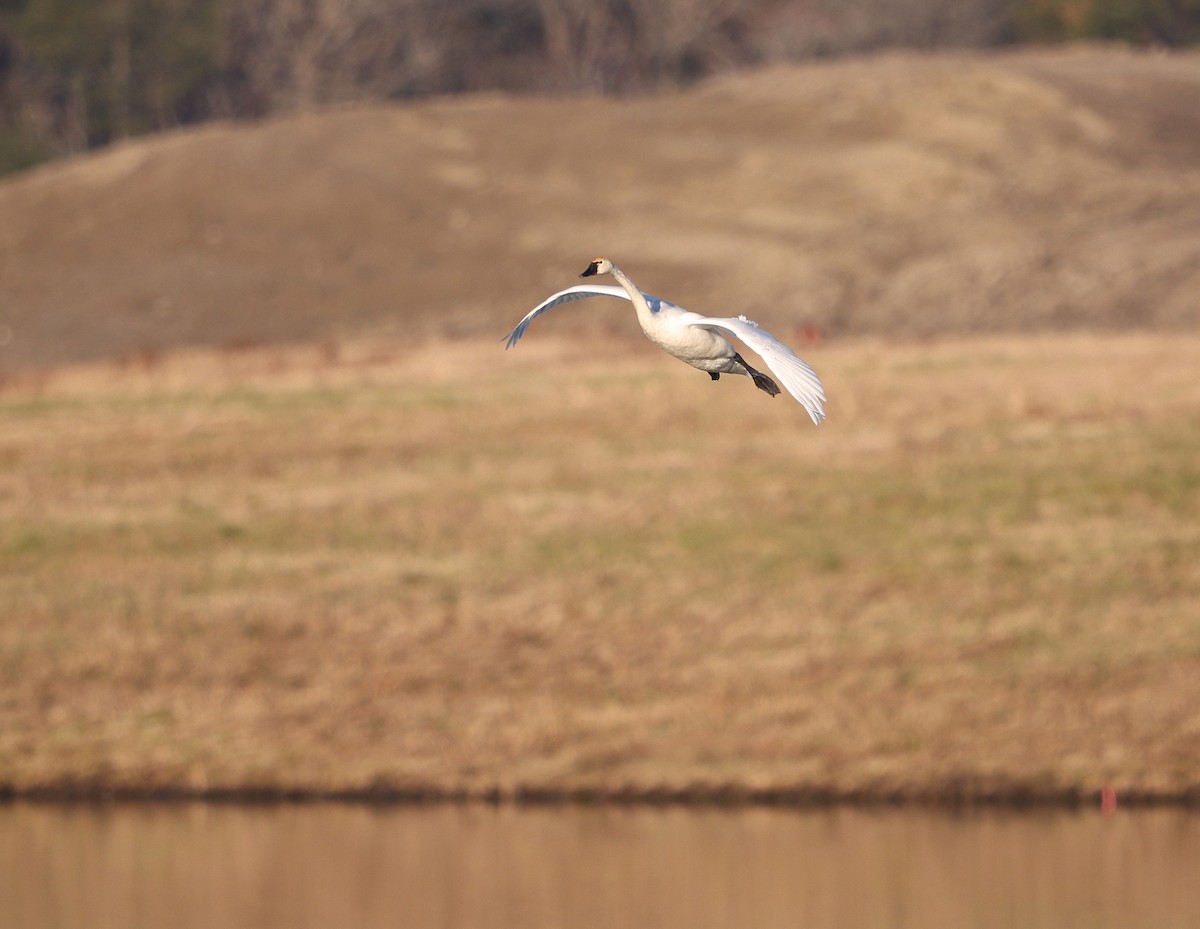 小天鵝(columbianus) - ML647239881