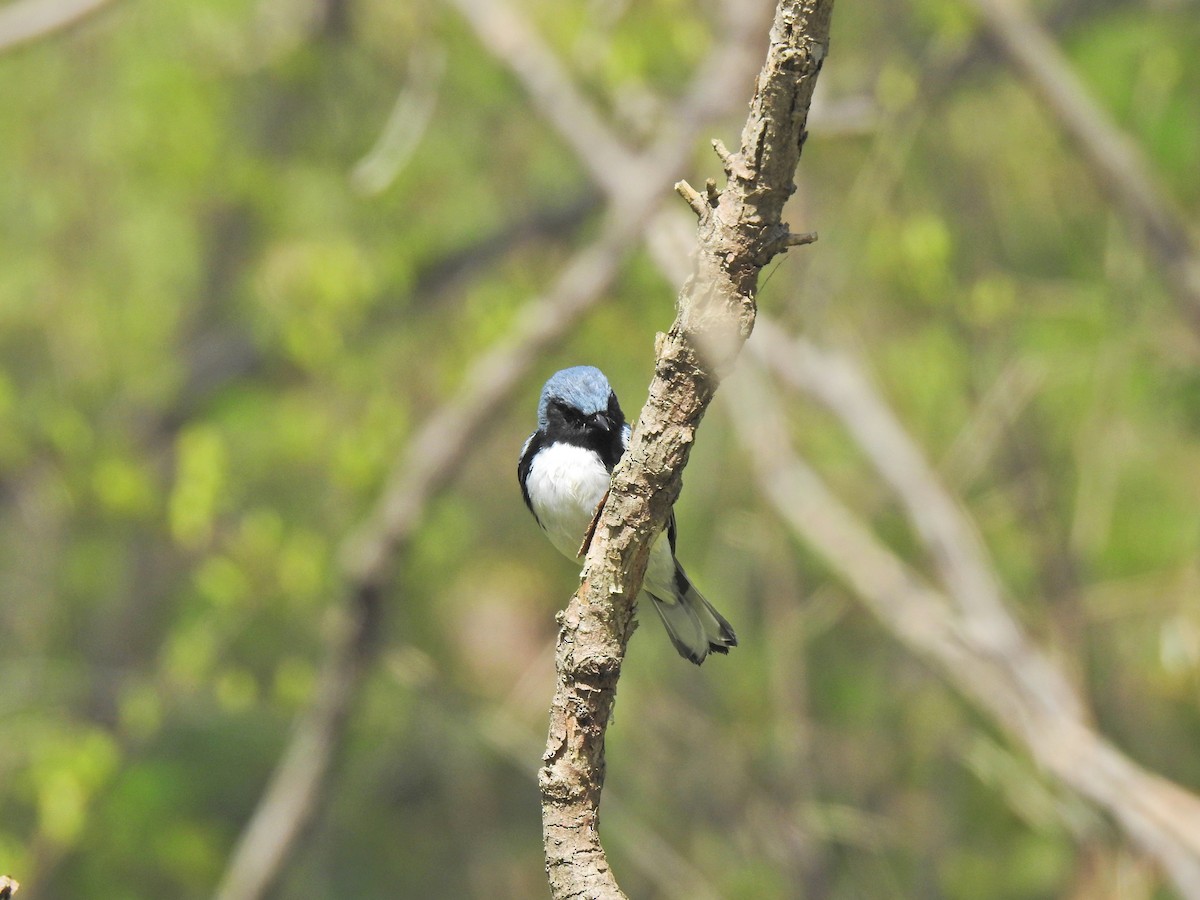Black-throated Blue Warbler - ML647239883