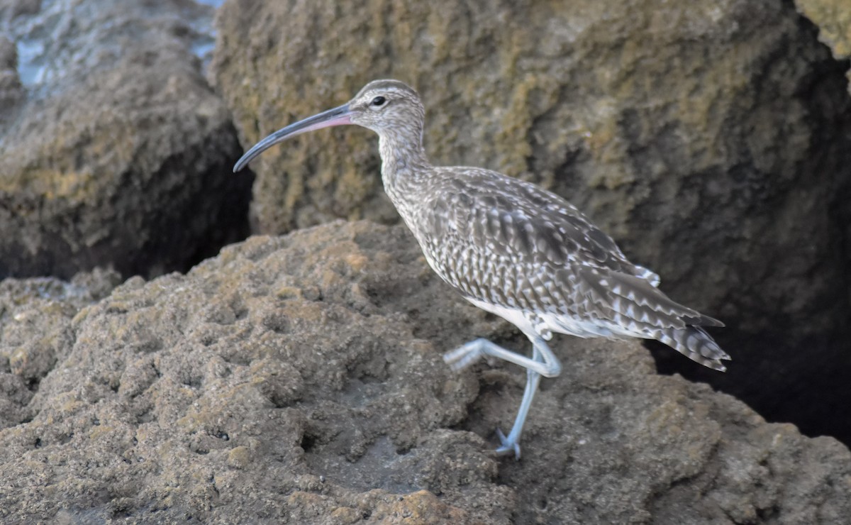 koliha malá - ML647239888