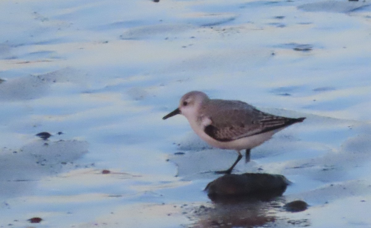 Песчанка - ML647239890